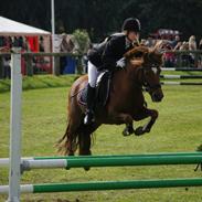 Welsh Partbred (Sec F) Frk Flippa B-pony