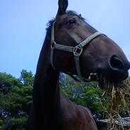 Anden særlig race Celina