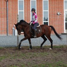 Welsh Partbred (Sec F) Krones Cirkeline