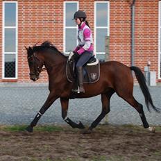 Welsh Partbred (Sec F) Krones Cirkeline