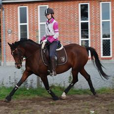 Welsh Partbred (Sec F) Krones Cirkeline