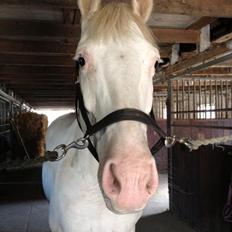 Knabstrupper Kolumbus af Hallundbæk