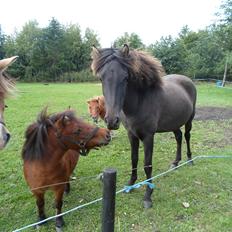 Shetlænder sille <33