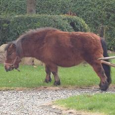 Shetlænder sille <33