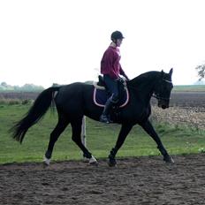 Anden særlig race Sweet Alexander