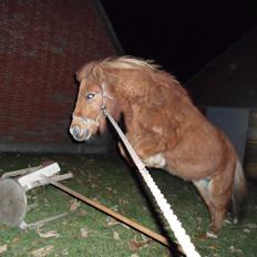 Shetlænder misty <33