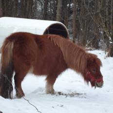 Shetlænder misty <33