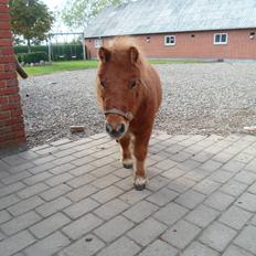 Shetlænder misty <33