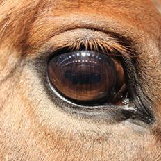 Anden særlig race Dreamer<3