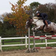 Pinto Isabella Klejs