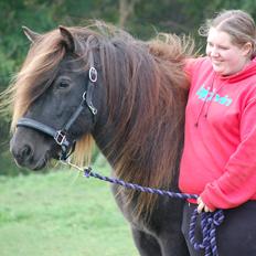 Islænder Vaka fra Stårup