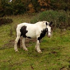 Irish Cob Sif