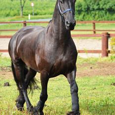 Frieser Joop Fan'e Sjongedyk "faust"