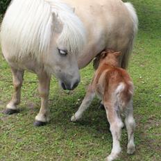 Shetlænder Pindstruphavens Anaia