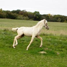 Anden særlig race Nørgaardhus's Cala