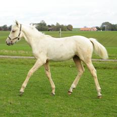 Anden særlig race Nørgaardhus's Cala