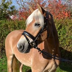 Haflinger Steixi (SOLGT)