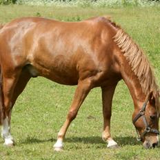 New Forest Marquis De Rebel