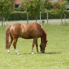 New Forest Marquis De Rebel