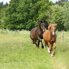 New Forest Marquis De Rebel