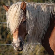 Haflinger Morgan