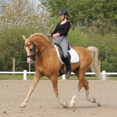 Palomino Shulay Gold Fever *Hingst*