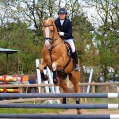 Palomino Shulay Gold Fever *Hingst*