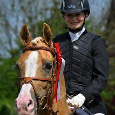 Palomino Shulay Gold Fever *Hingst*