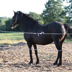 Anden særlig race Musse