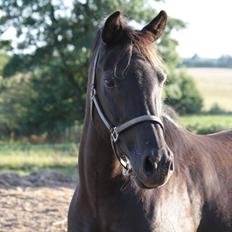 Anden særlig race Musse