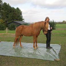Islænder Hvöt fra Viderup