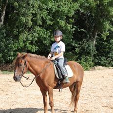 New Forest Marco Hamilton