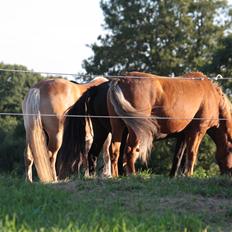 New Forest Marco Hamilton