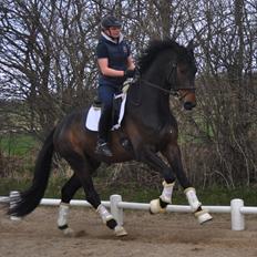 Dansk Varmblod Janus Lundsgård