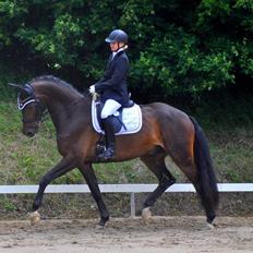 Dansk Varmblod Janus Lundsgård