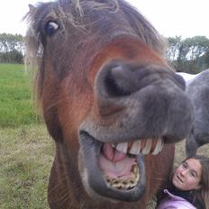 Islænder Tjalfe(ikk Min)R. I. P