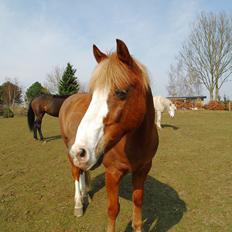 Anden særlig race Sjors