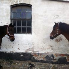 New Forest Annerups Delicious  {min baby}