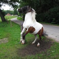 Shetlænder Smilla #Den farlige biavler! xD#