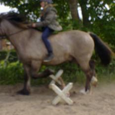 Anden særlig race Mammut