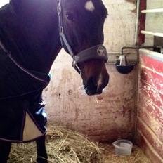 Irsk Sportspony Ringwood Plutoe