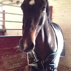 Irsk Sportspony Ringwood Plutoe