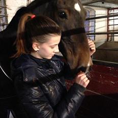 Irsk Sportspony Ringwood Plutoe