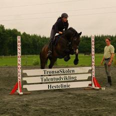 Palomino Klosterhedens Zalut 