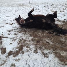 Shetlænder Pocahontas 