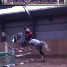 Zangersheide Cockney Z