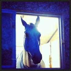 Zangersheide Cockney Z