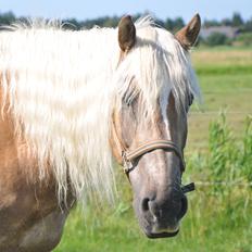 Tyroler Haflinger Amazone (Bailey)