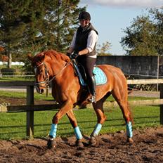 Anden særlig race Athene (SOLGT)