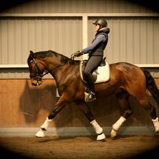 Dansk Varmblod Ruder Es Havdal